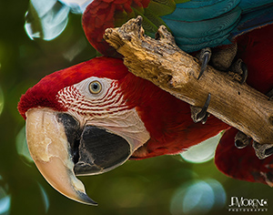 Scarlet Macaw Print