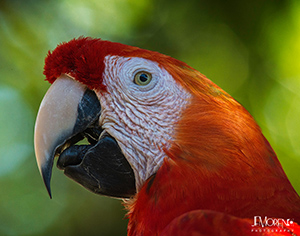 Scarlet Macaw Print