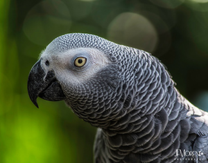 African Grey Parrot Print