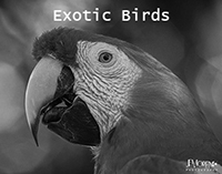 Exotic Birds Prints