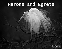 Herons, Egrets and Bitterns Prints