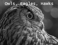 Owls, Eagles and Hawks Prints