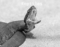 Reptile Prints